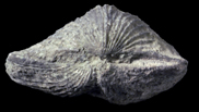 Platystrophia